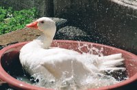 LA DUCHA DEL GANSO