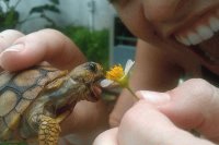 tortuguita