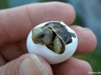 nacimiento de tortuga