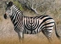 Happy Chanukah
