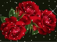 rosas brilhantes