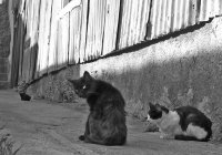 gatos B/N