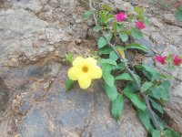 MILAGRO AMARILLO