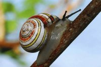 caracol