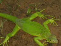 iguana