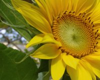 My sunflower