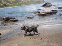 el perrito en la playa