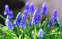 violetas