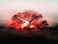 ARBOL