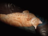 Misty, 9 year old, a totally loved little cat