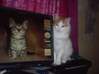 tiny , viewing his friend on screen