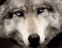 fantasy wolf art