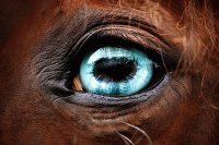 Cavalos