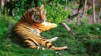 Grandes Felinos