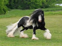 Caballo