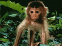 Monito