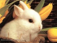 Conejo