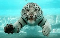 Tigre nadando