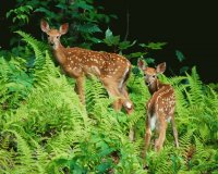 Bambi
