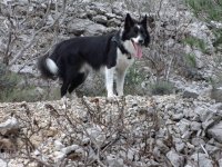 KenaÃ¯ border collie