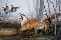 Outfoxed