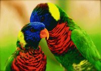 aves