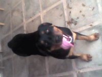 Mi mascota