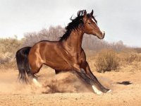 HORSE