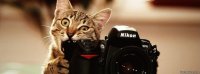 gatito