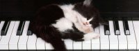 gatito