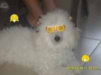 frehh pudol
