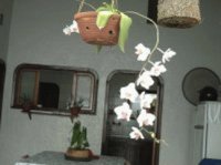 ORQUIDEA
