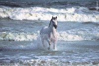 Cavalo no mar