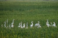 Garzas en Leales. Tucumán. Argentina