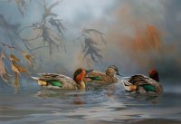 Morning Mist-Green Wing Teal