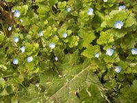 florcitas azules