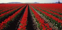 campo de tulipanes