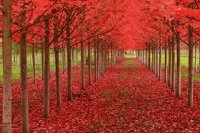 Otoño