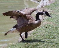 Goose