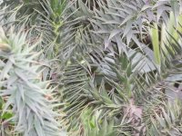 minii araucaria