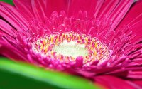 Exotic Colorful
