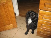Castor,at home.