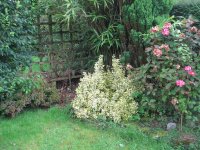 Autumn Garden