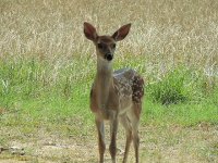 Fawn