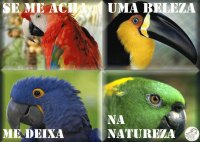 pájaros sin jaulas