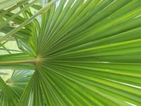 hoja de palmera