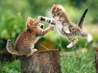 Gatos
