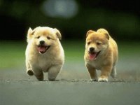 Perros y Gatos