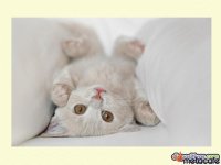 Gatos