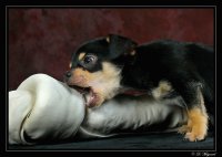 Perro